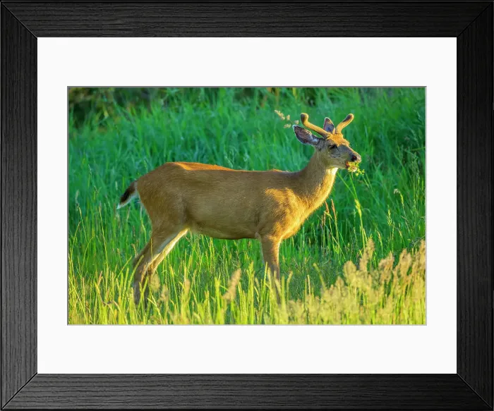 Framed Print : Black tailed deer on Vancouver Island Framed Print : Black tailed deer on Vancouver Island