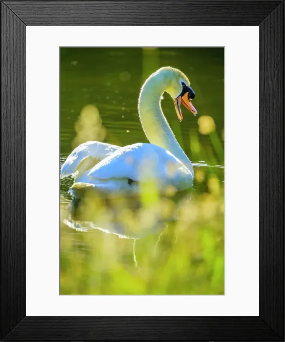 Framed Print : Mute Swan, British Columbia Framed Print : Mute Swan, British Columbia