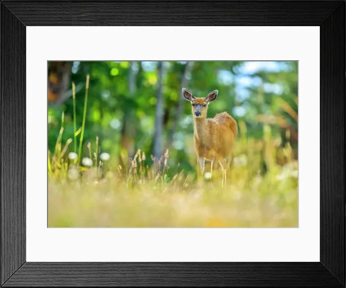 Framed Print : Black tailed deer on Vancouver Island Framed Print : Black tailed deer on Vancouver Island