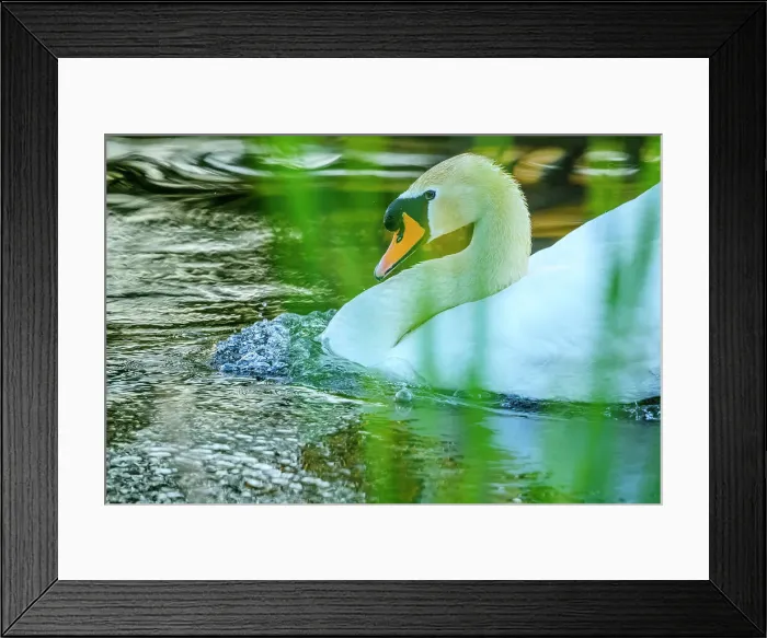 Framed Print : Mute Swan, British Columbia Framed Print : Mute Swan, British Columbia