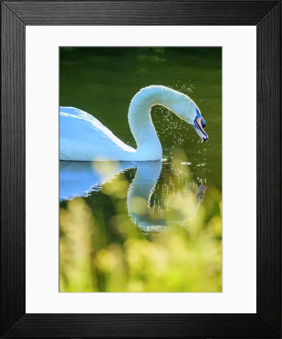 Framed Print : Mute Swan, British Columbia Framed Print : Mute Swan, British Columbia