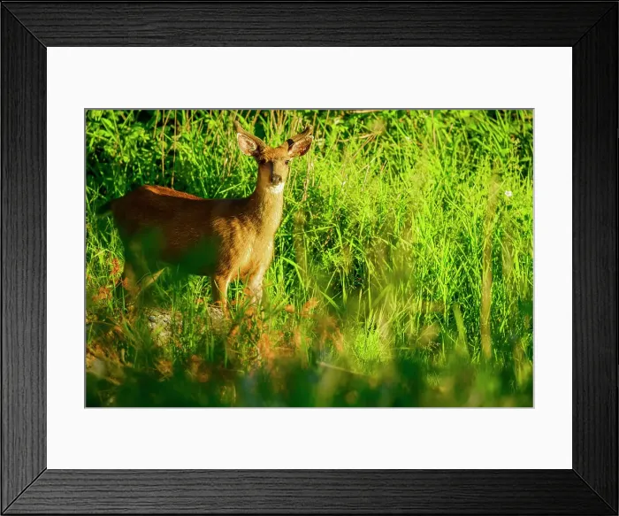 Framed Print : Black tailed deer on Vancouver Island