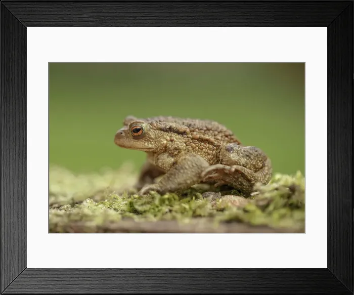 Framed Print : Toad European Bufo bufo on moss covered log Framed Print : Toad European Bufo bufo on moss covered log