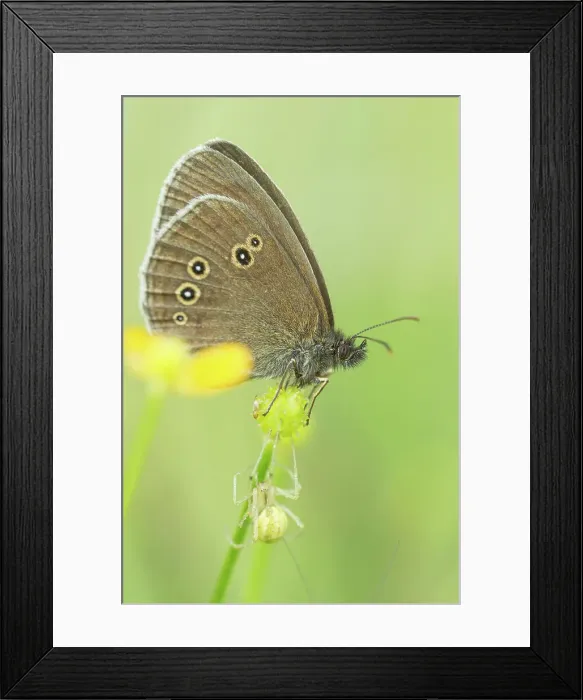 Framed Print : Ringlet Butterfly, Aphantopus hyperantus Framed Print : Ringlet Butterfly, Aphantopus hyperantus