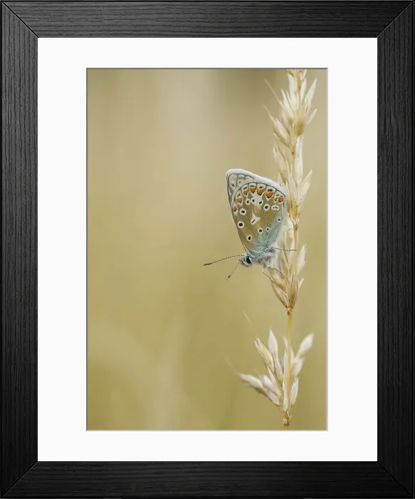 Framed Print : Common Blue Butterfly (Polyommatus Icarus) Male on Grass stalk