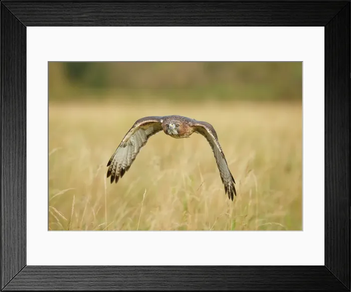 Framed Print : Buteo Jamaicensis, Red Tailed Hawk