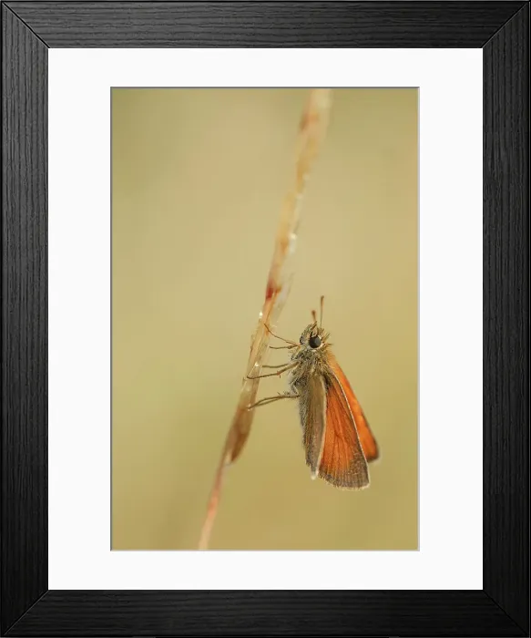 Framed Print : Large Skipper (Ochlodes venatus) on buttercup Framed Print : Large Skipper (Ochlodes venatus) on buttercup