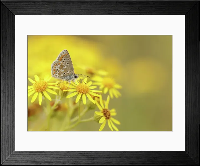 Framed Print : Common Blue Butterfly, Polyommatus icarus