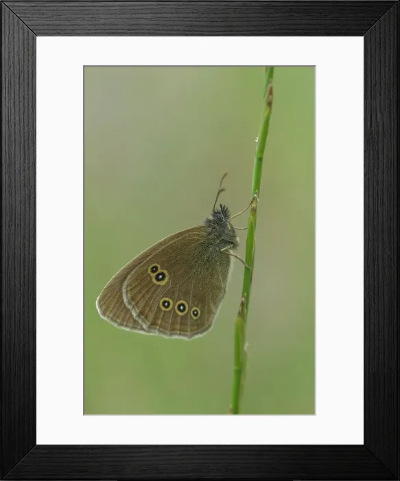 Framed Print : Ringlet Butterfly, Aphantopus hyperantus Framed Print : Ringlet Butterfly, Aphantopus hyperantus