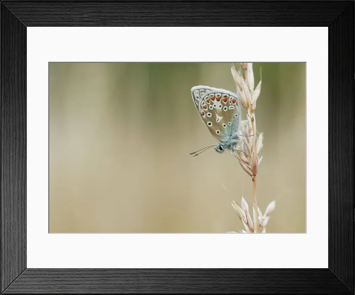 Framed Print : Common Blue Butterfly, Polyommatus icarus Framed Print : Common Blue Butterfly, Polyommatus icarus