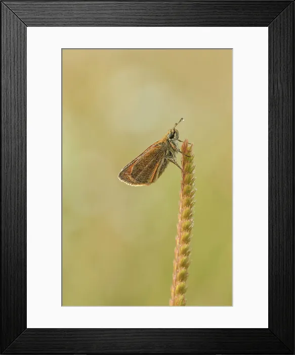 Framed Print : Large Skipper (Ochlodes venatus) on buttercup Framed Print : Large Skipper (Ochlodes venatus) on buttercup