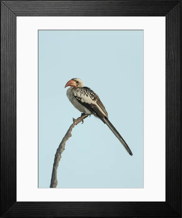 Framed Print : Red- Billed Hornbill, Tockus erythrochynchus Framed Print : Red- Billed Hornbill, Tockus erythrochynchus