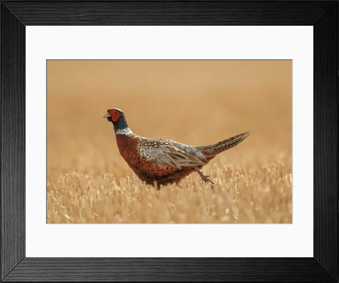 Framed Print : (Common) Pheasant Male (Phasianus colchicus) Norfolk Stubble Field UK Framed Print : (Common) Pheasant Male (Phasianus colchicus) Norfolk Stubble Field UK