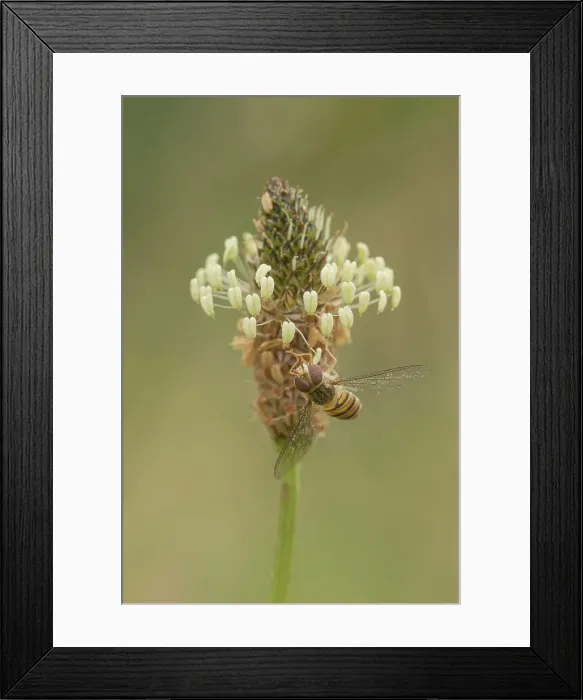 Framed Print : Hover Fly (Syrphus ribesil) on Ribwart Plantain (Plantago lanceolata) feeding Framed Print : Hover Fly (Syrphus ribesil) on Ribwart Plantain (Plantago lanceolata) feeding