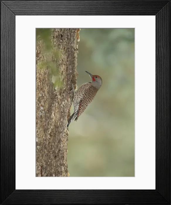 Framed Print : Northern Flicker, Colaptes auratus Framed Print : Northern Flicker, Colaptes auratus