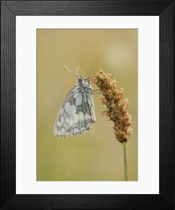Framed Print : Marbled White Butterfly. (Melanargia galathea)Folded wing grass stalk dew drops