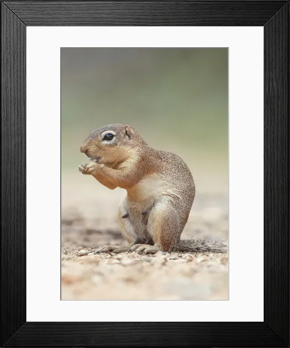 Framed Print : African Ground Squirrel, Xerus Framed Print : African Ground Squirrel, Xerus