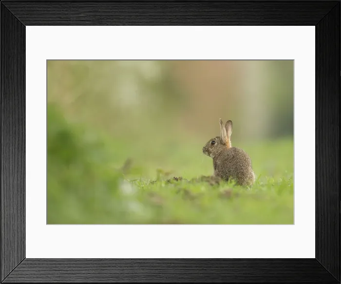 Framed Print : European Rabbit, Adult. Isolated background Norfolk UK