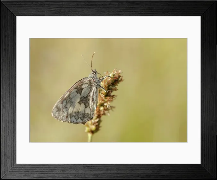 Framed Print : Marbled White Butterfly. (Melanargia galathea)Folded wing grass stalk dew drops