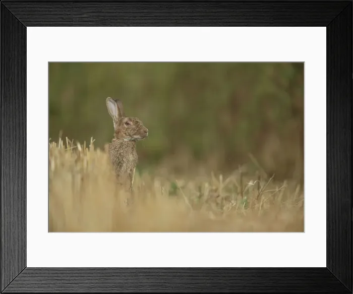Framed Print : European Rabbit, Adult. suffering from myxomatosis