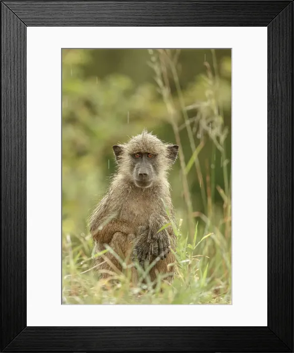 Framed Print : Yellow Baboon, Papio cyncephalus Framed Print : Yellow Baboon, Papio cyncephalus