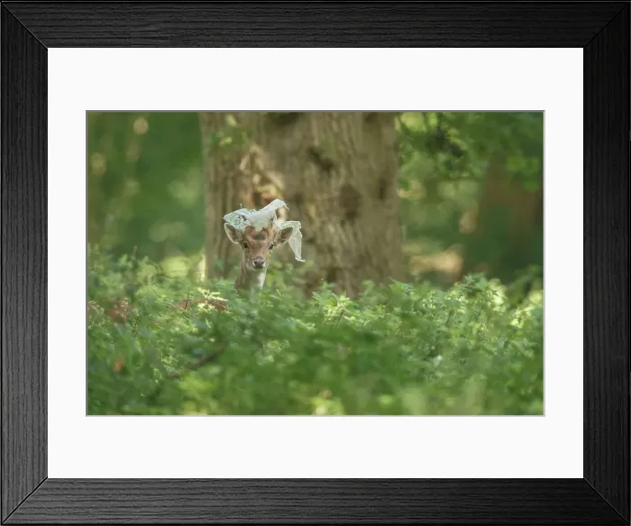Framed Print : Fallow Deer ( Dama Dama) with plastic bag
