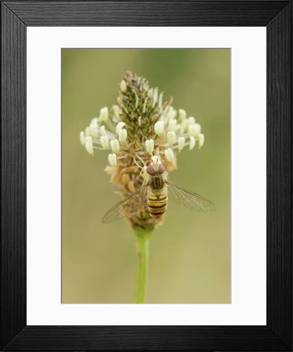 Framed Print : Hover Fly (Syrphus ribesil) on Ribwart Plantain (Plantago lanceolata) feeding