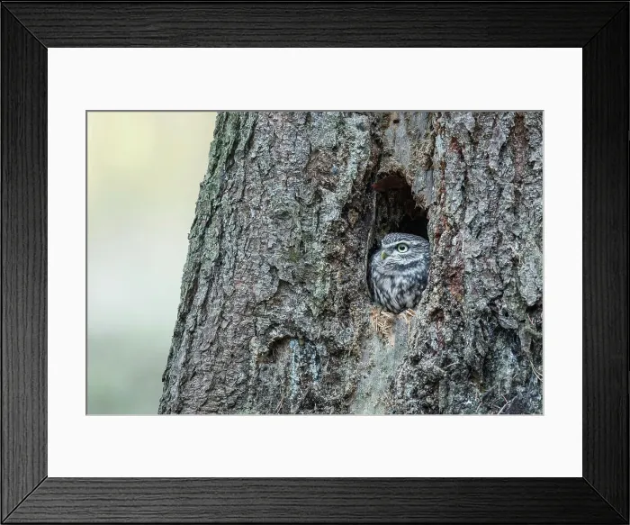 Framed Print : Little Owl, Athene noctua, in pine tree forest roost Framed Print : Little Owl, Athene noctua, in pine tree forest roost