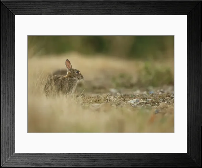 Framed Print : European Rabbit, Adult. Norfolk UK Framed Print : European Rabbit, Adult. Norfolk UK