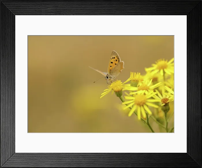 Framed Print : Small Copper Butterfly, Lycaena phlaeus on Ragwort Framed Print : Small Copper Butterfly, Lycaena phlaeus on Ragwort