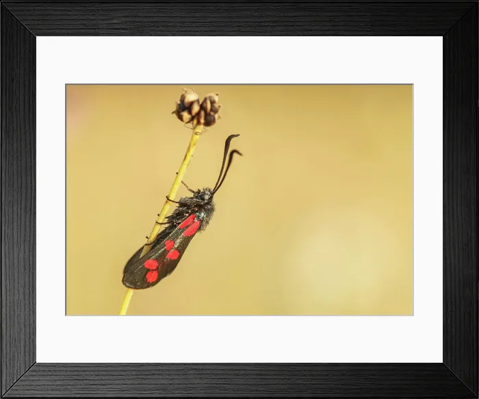 Framed Print : 6 Spot Burnet, Zygaena filipendulae Framed Print : 6 Spot Burnet, Zygaena filipendulae