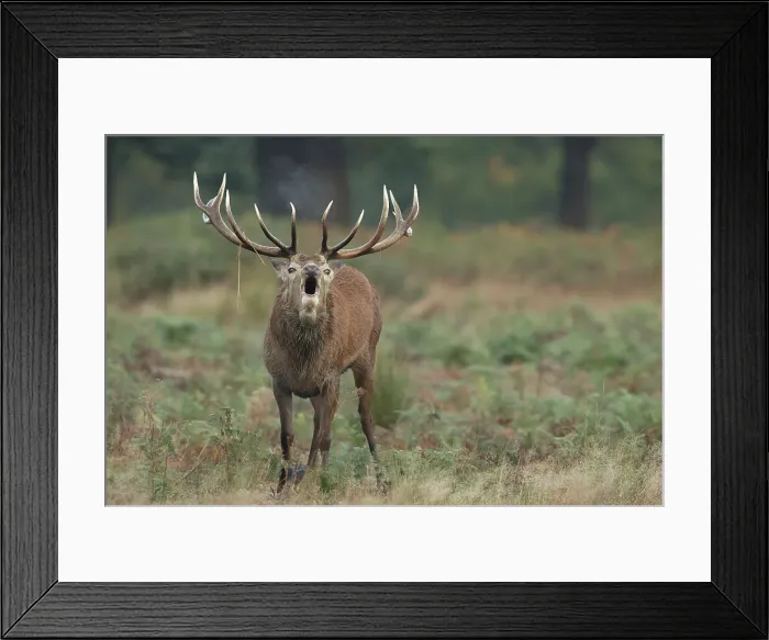 Framed Print : Red Deer Stag, Cervus elaphus, Rutting season Framed Print : Red Deer Stag, Cervus elaphus, Rutting season
