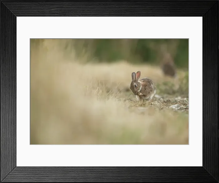 Framed Print : Rabbit Adult cleaning edge of field.Norfolk UK Framed Print : Rabbit Adult cleaning edge of field.Norfolk UK