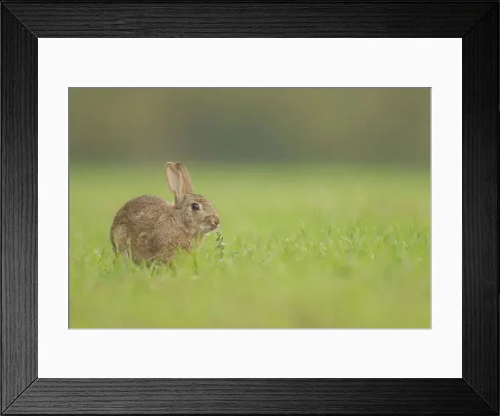 Framed Print : European Rabbit, Adult. nibbling thistle Framed Print : European Rabbit, Adult. nibbling thistle