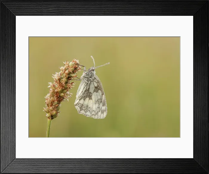 Framed Print : Marbled White Butterfly, Melanargia gelathea