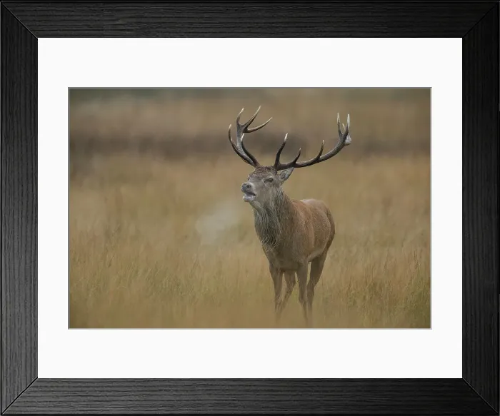 Framed Print : Red Deer Stag, Cervus elaphus, Rutting season Framed Print : Red Deer Stag, Cervus elaphus, Rutting season