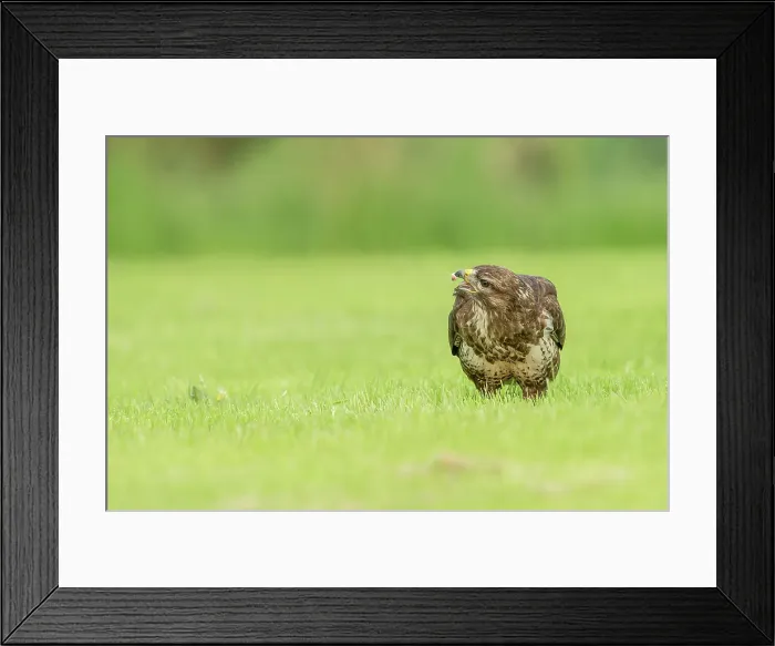 Framed Print : Common Buzzard (Buteo buteo) feeding Framed Print : Common Buzzard (Buteo buteo) feeding
