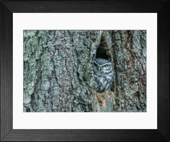 Framed Print : Little Owl, Athene noctua, in pine tree forest roost Framed Print : Little Owl, Athene noctua, in pine tree forest roost