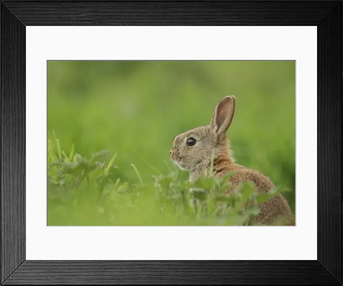 Framed Print : European Rabbit, Young Juvenile in grass Framed Print : European Rabbit, Young Juvenile in grass