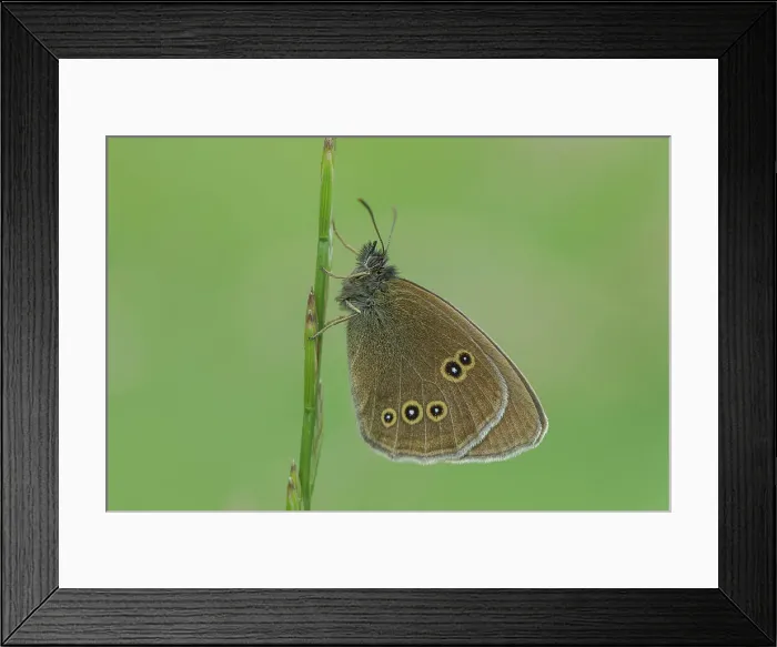 Framed Print : Ringlet Butterfly, Aphantopus hyperantus
