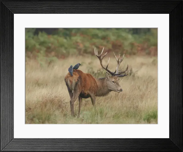 Framed Print : Red Deer Stag, Cervus elaphus, Rutting season Framed Print : Red Deer Stag, Cervus elaphus, Rutting season
