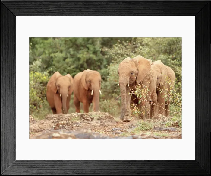 Framed Print : African Elephant, Calves, Immature Framed Print : African Elephant, Calves, Immature