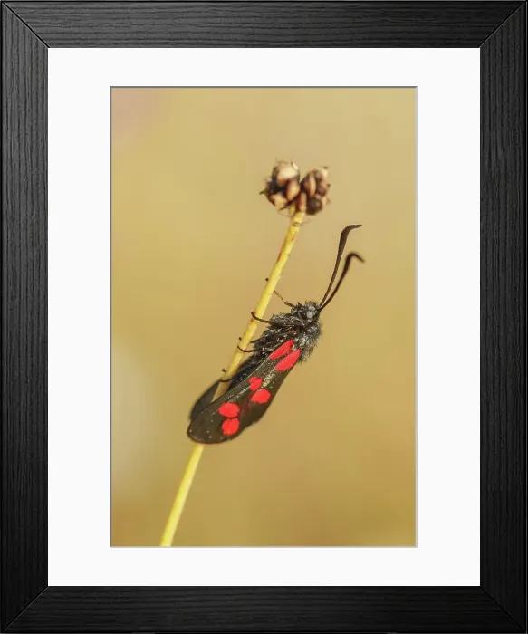 Framed Print : 6 Spot Burnet, Zygaena filipendulae Framed Print : 6 Spot Burnet, Zygaena filipendulae