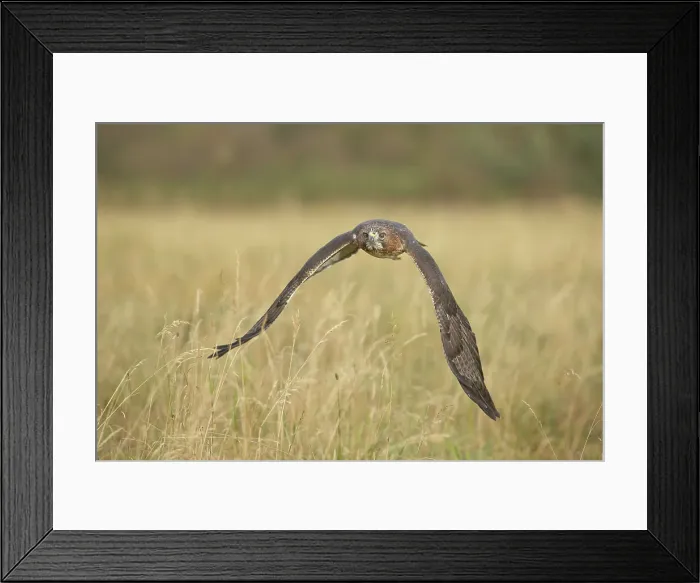 Framed Print : Buteo Jamaicensis, Red Tailed Hawk Framed Print : Buteo Jamaicensis, Red Tailed Hawk
