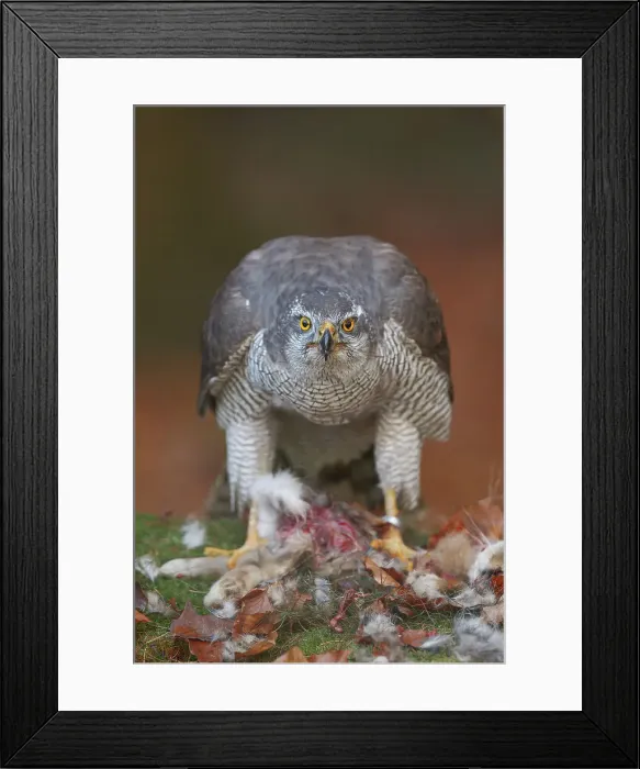 Framed Print : Goshawk, Accipiter Gentilis, Female