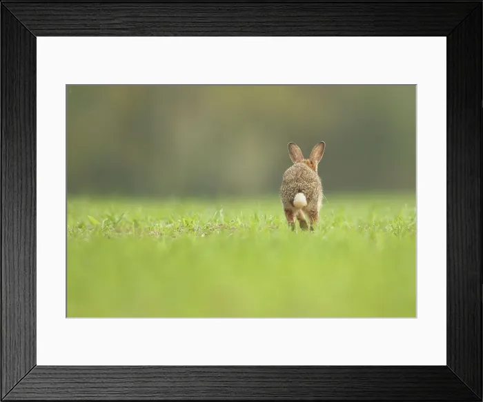 Framed Print : European Rabbit, Adult. Isolated background running rear view Framed Print : European Rabbit, Adult. Isolated background running rear view