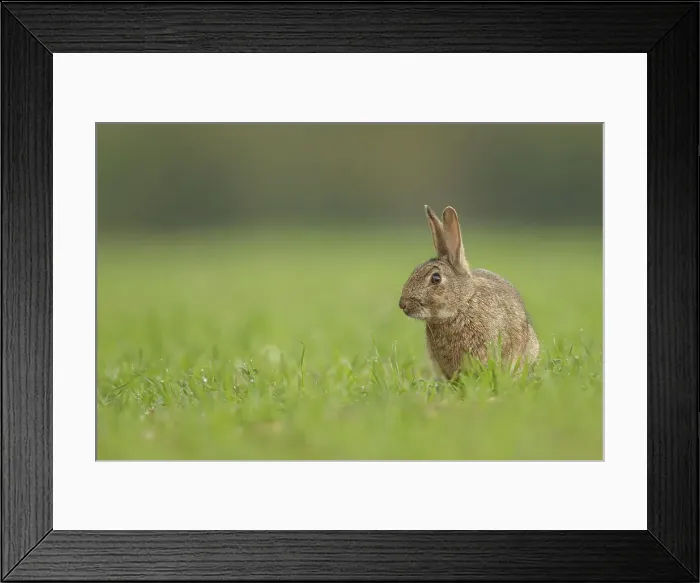 Framed Print : European Rabbit, Adult. Isolated background Norfolk UK Framed Print : European Rabbit, Adult. Isolated background Norfolk UK