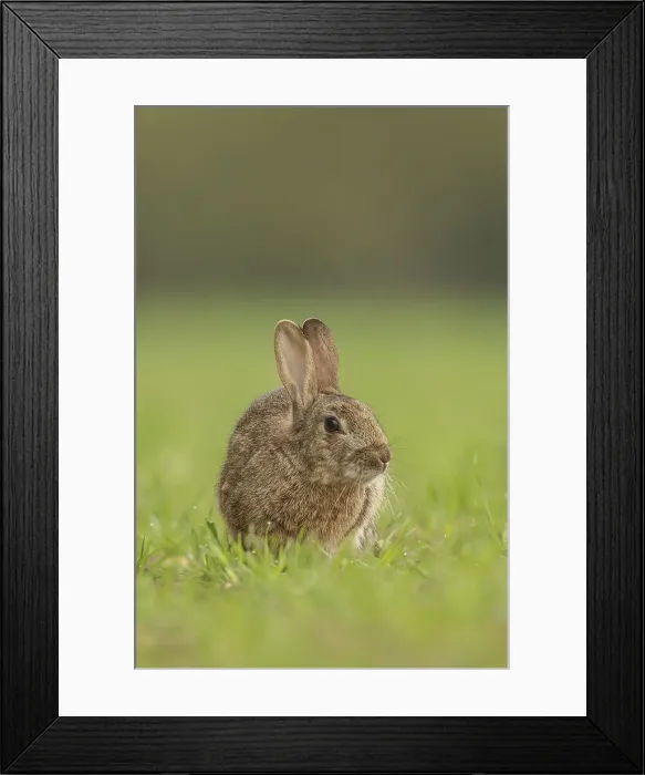 Framed Print : European Rabbit, Adult. Isolated background Norfolk UK Framed Print : European Rabbit, Adult. Isolated background Norfolk UK
