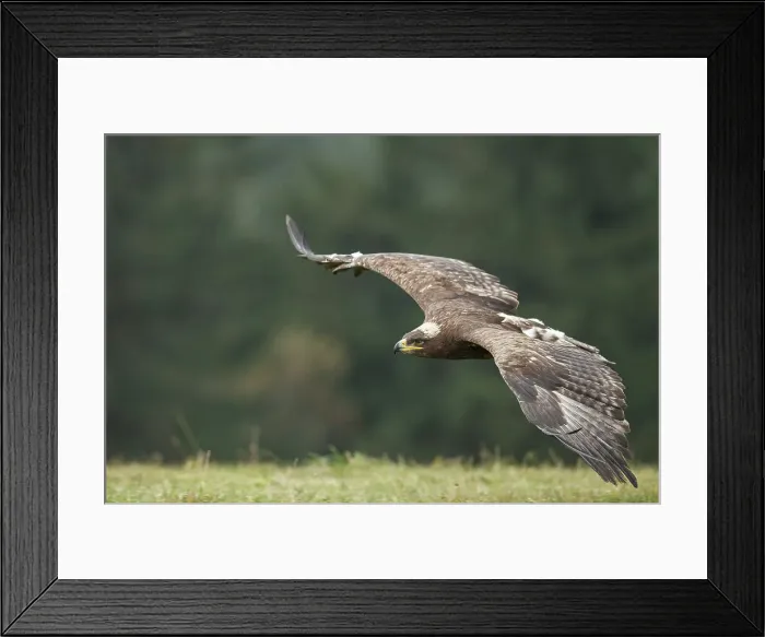 Framed Print : Steppe Eagle Aquila nipalensis, captive Framed Print : Steppe Eagle Aquila nipalensis, captive