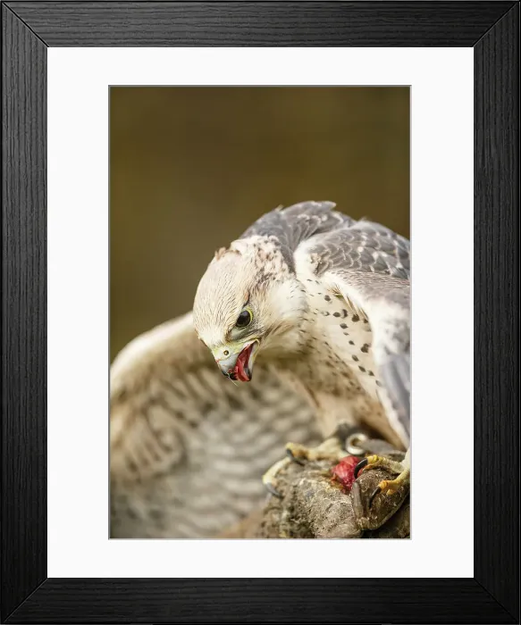 Framed Print : Gyr Falcon, Falco rusticolus, isolated background Framed Print : Gyr Falcon, Falco rusticolus, isolated background